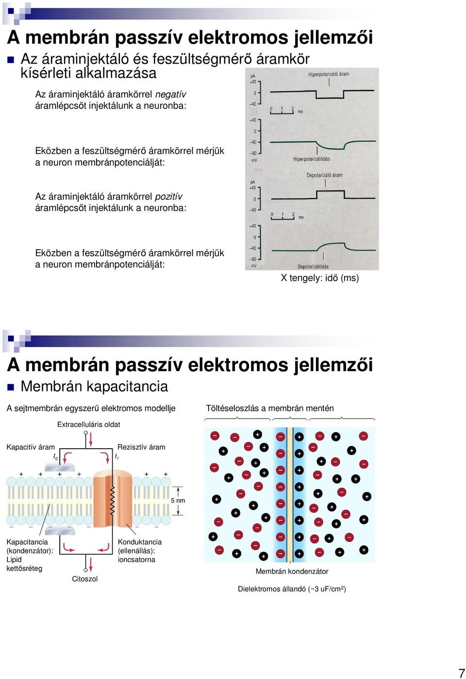 membránpotenciálját: X tengely: idő (ms) A membrán passzív elektromos jellemzői Membrán kapacitancia A sejtmembrán egyszerű elektromos modellje Töltéseloszlás a membrán mentén