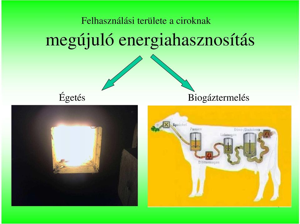 megújuló