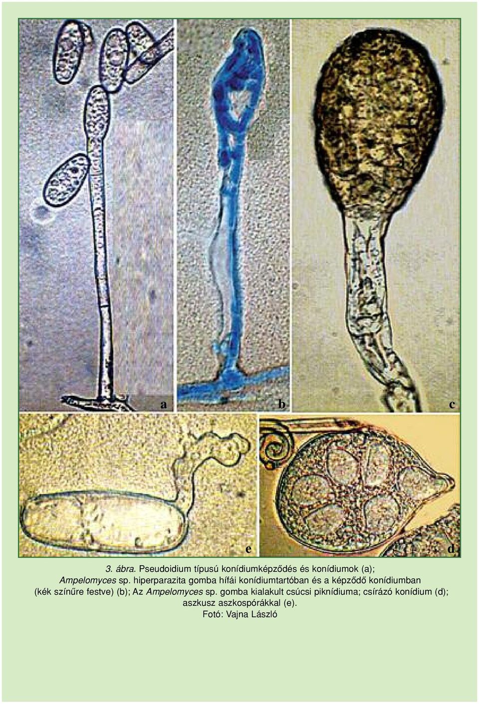 hiperparazita gomba hífái konídiumtartóban és a képzôdô konídiumban (kék