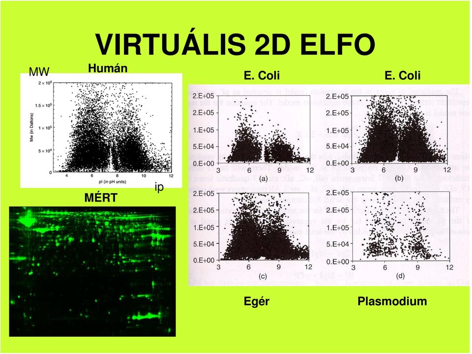 ELFO E. Coli E.