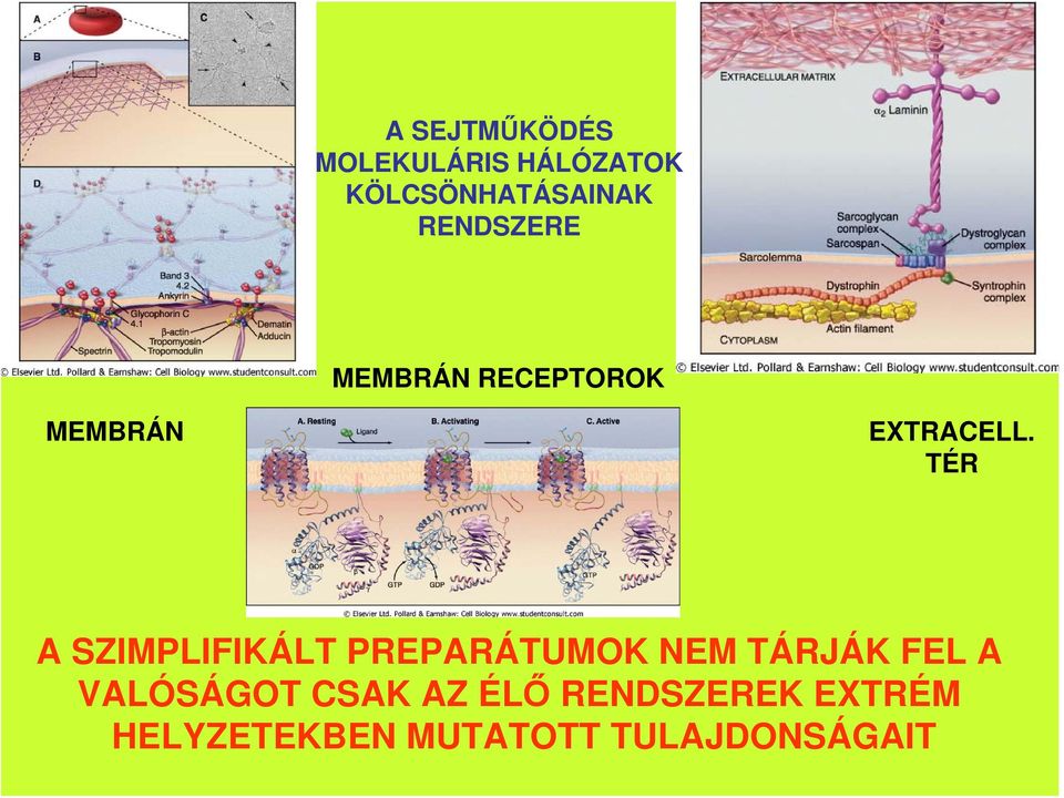 TÉR A SZIMPLIFIKÁLT PREPARÁTUMOK NEM TÁRJÁK FEL A