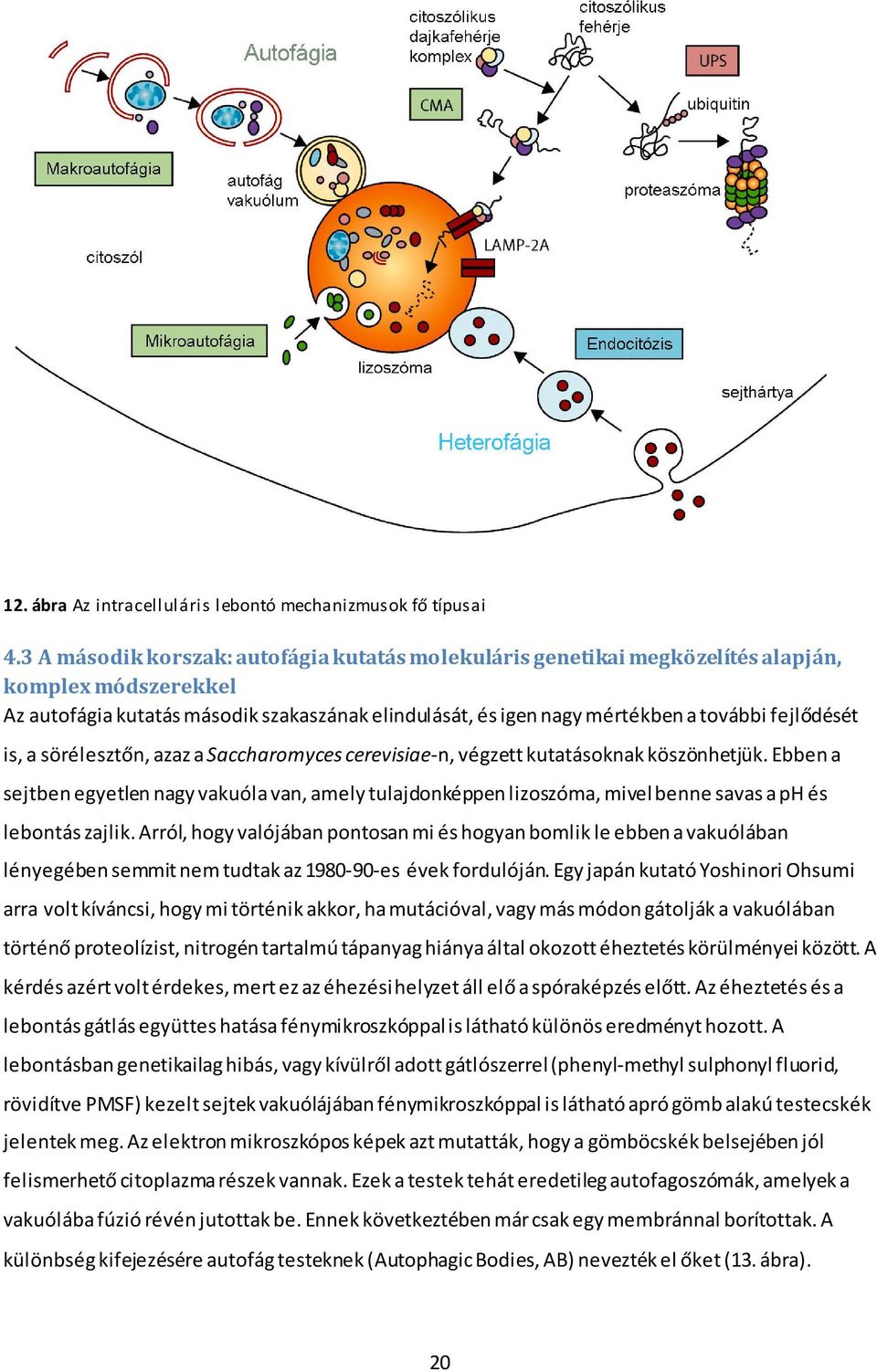 fejlődését is, a sörélesztőn, azaz a Saccharomyces cerevisiae-n, végzett kutatásoknak köszönhetjük.