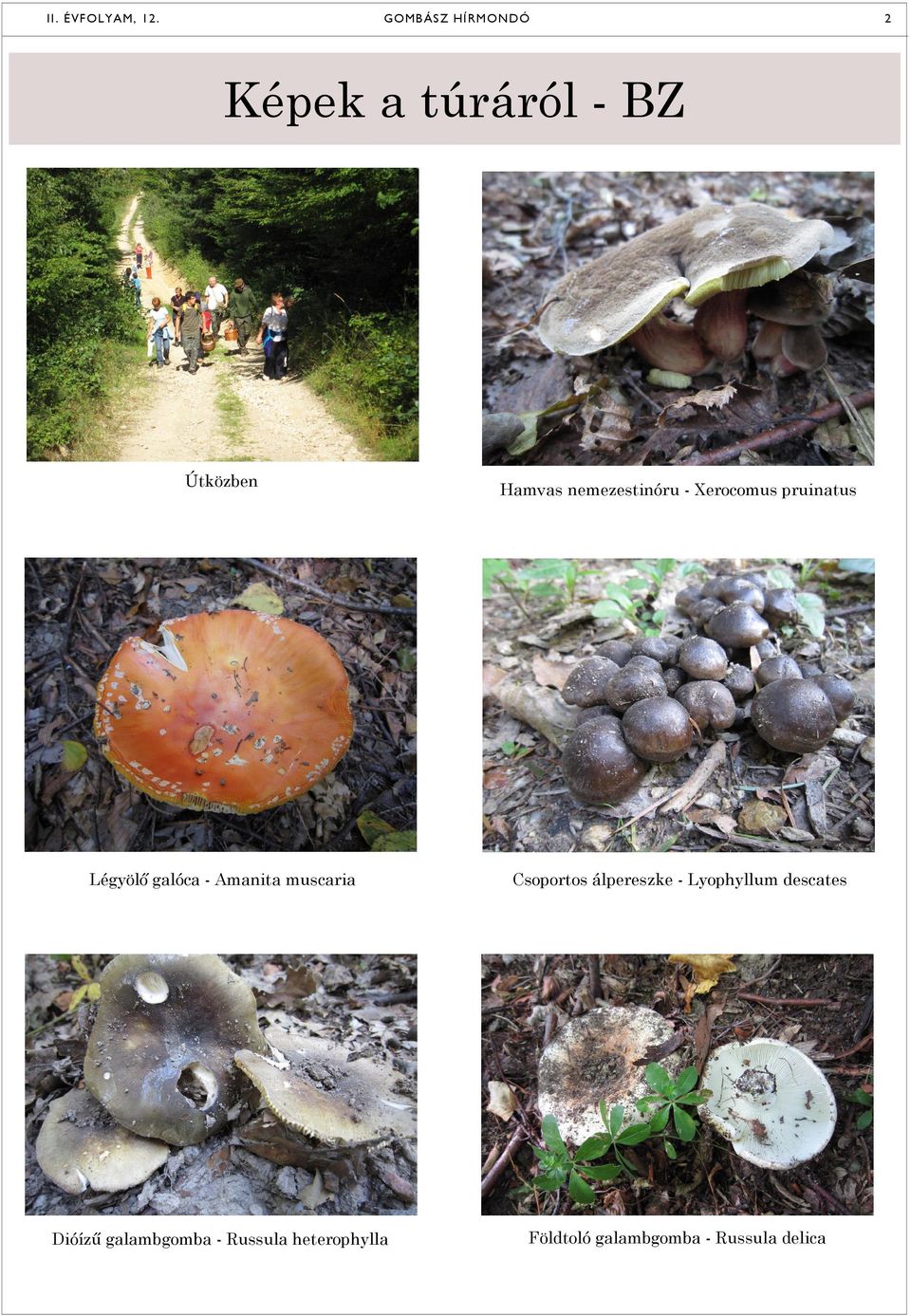 nemezestinóru - Xerocomus pruinatus Légyölő galóca - Amanita muscaria