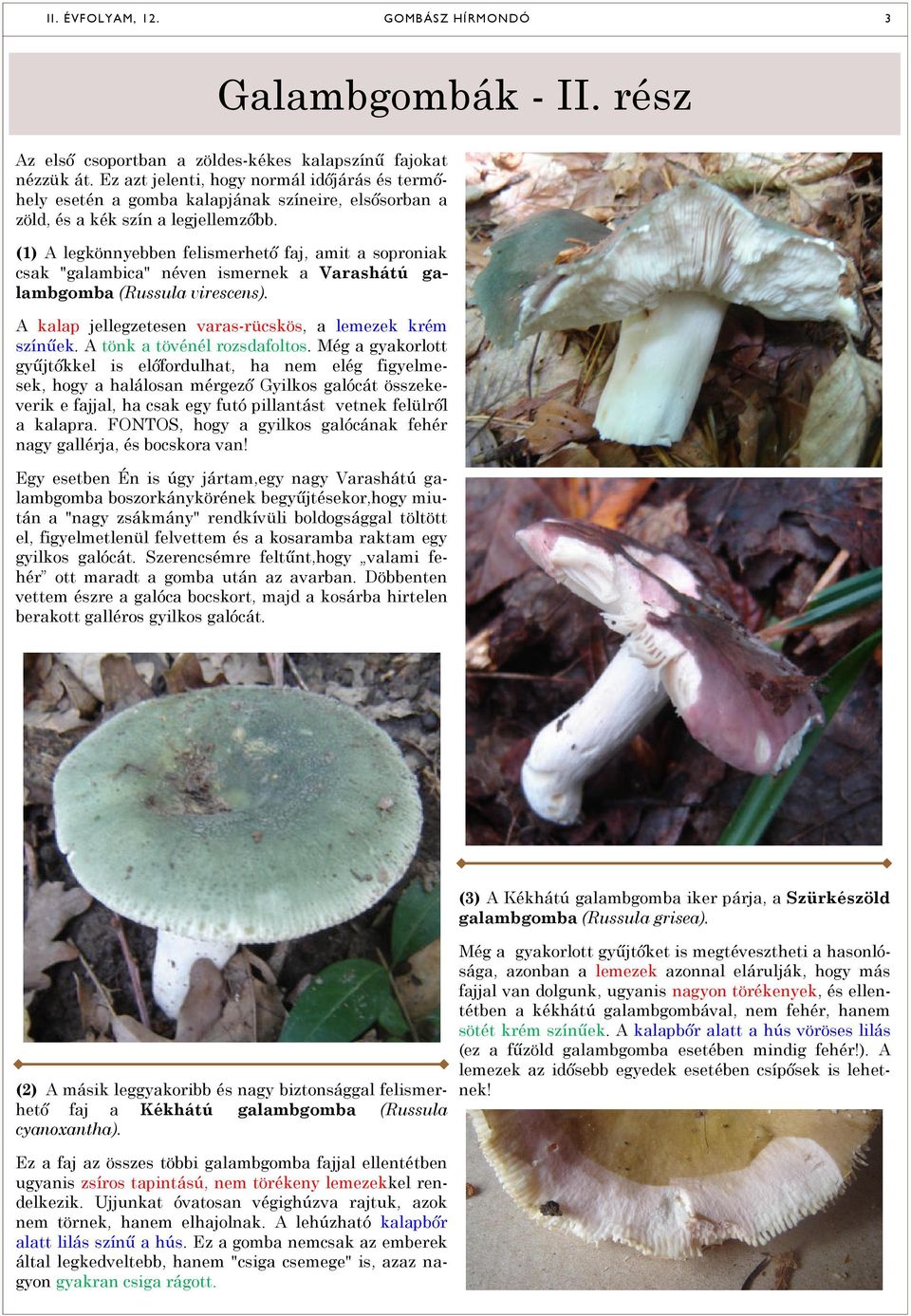 (1) A legkönnyebben felismerhető faj, amit a soproniak csak "galambica" néven ismernek a Varashátú galambgomba (Russula virescens). A kalap jellegzetesen varas-rücskös, a lemezek krém színűek.