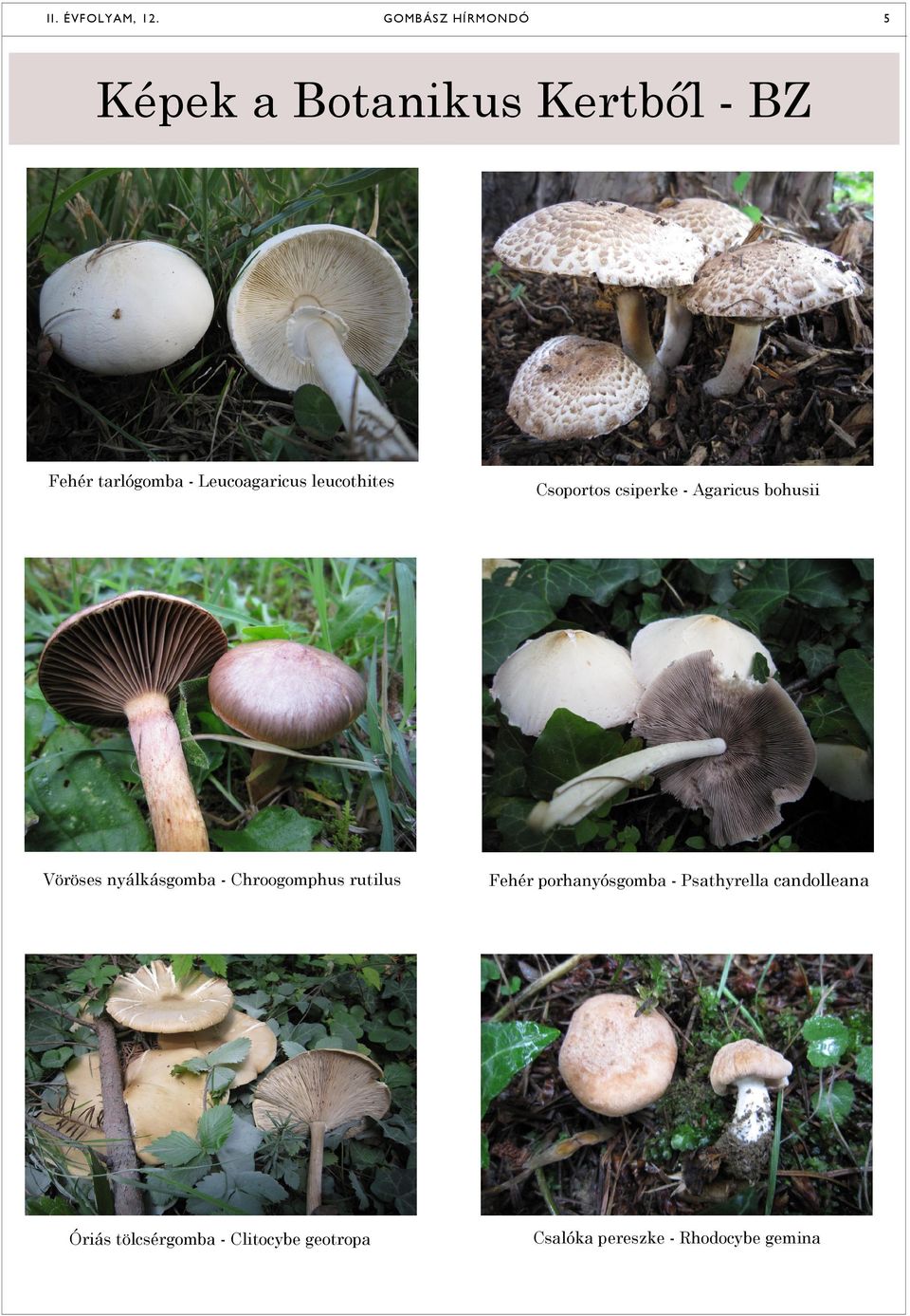 Leucoagaricus leucothites Csoportos csiperke - Agaricus bohusii Vöröses