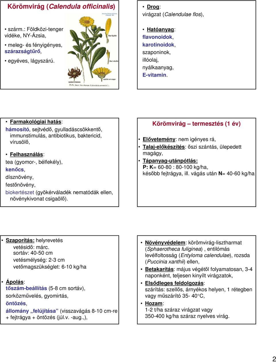 hámosító, sejtvédő, gyulladáscsökkentő, immunstimulás, antibiotikus, baktericid, vírusölő, tea (gyomor-, bélfekély), kenőcs, dísznövény, festőnövény, biokertészet (gyökérváladék nematódák ellen,