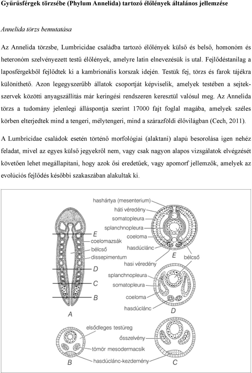 Azon legegyszerűbb állatok csoportját képviselik, amelyek testében a sejtekszervek közötti anyagszállítás már keringési rendszeren keresztül valósul meg.