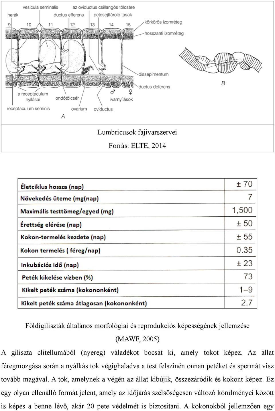 Az állat féregmozgása során a nyálkás tok végighaladva a test felszínén onnan petéket és spermát visz tovább magával.