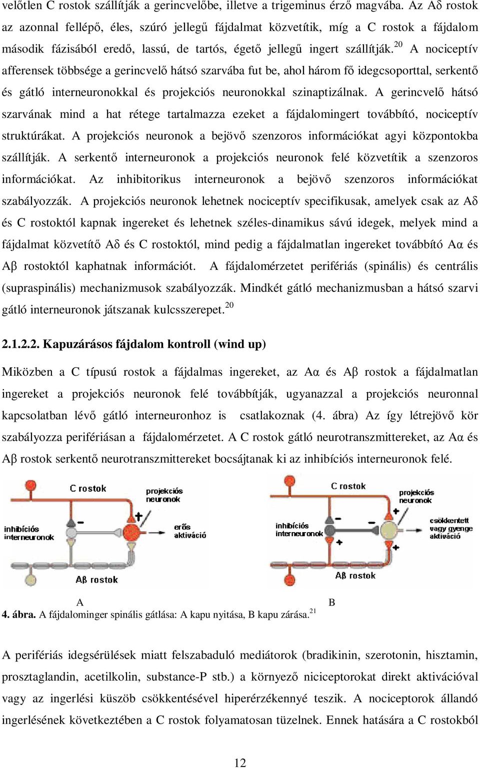 20 A nociceptív afferensek többsége a gerincvelı hátsó szarvába fut be, ahol három fı idegcsoporttal, serkentı és gátló interneuronokkal és projekciós neuronokkal szinaptizálnak.