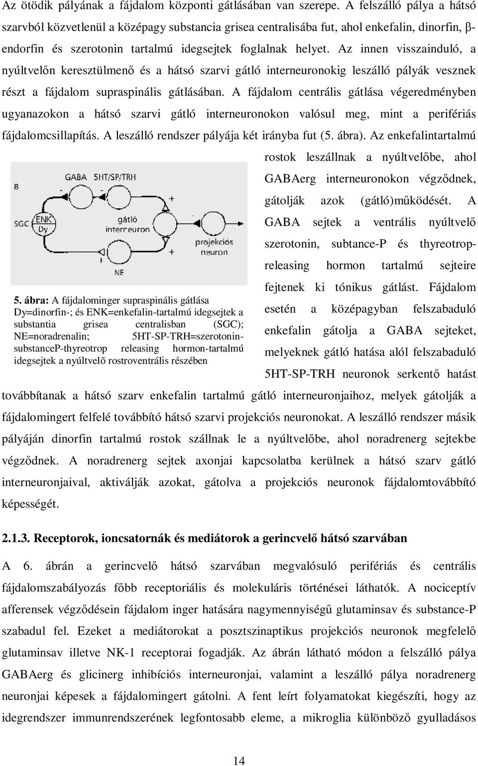 Az innen visszainduló, a nyúltvelın keresztülmenı és a hátsó szarvi gátló interneuronokig leszálló pályák vesznek részt a fájdalom supraspinális gátlásában.