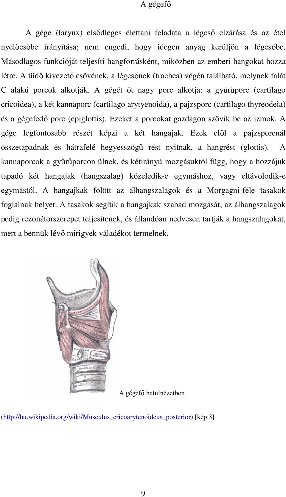 A gégét öt nagy porc alkotja: a gyűrűporc (cartilago cricoidea), a két kannaporc (cartilago arytyenoida), a pajzsporc (cartilago thyreodeia) és a gégefedő porc (epiglottis).