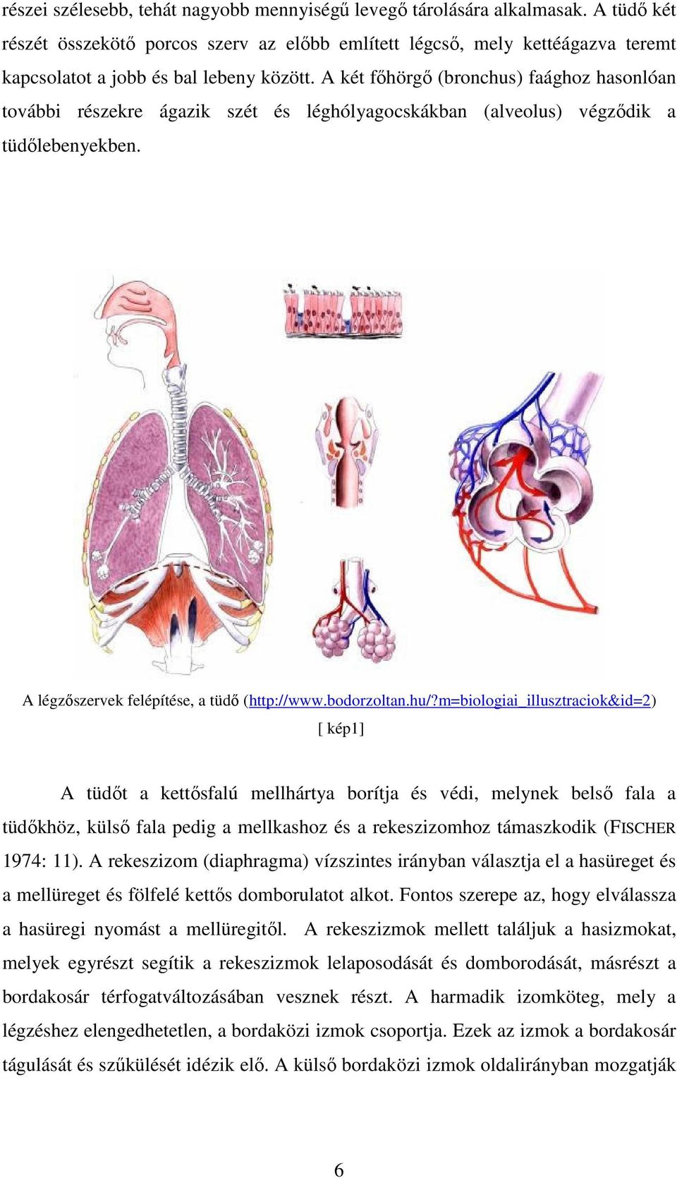 A két főhörgő (bronchus) faághoz hasonlóan további részekre ágazik szét és léghólyagocskákban (alveolus) végződik a tüdőlebenyekben. A légzőszervek felépítése, a tüdő (http://www.bodorzoltan.hu/?