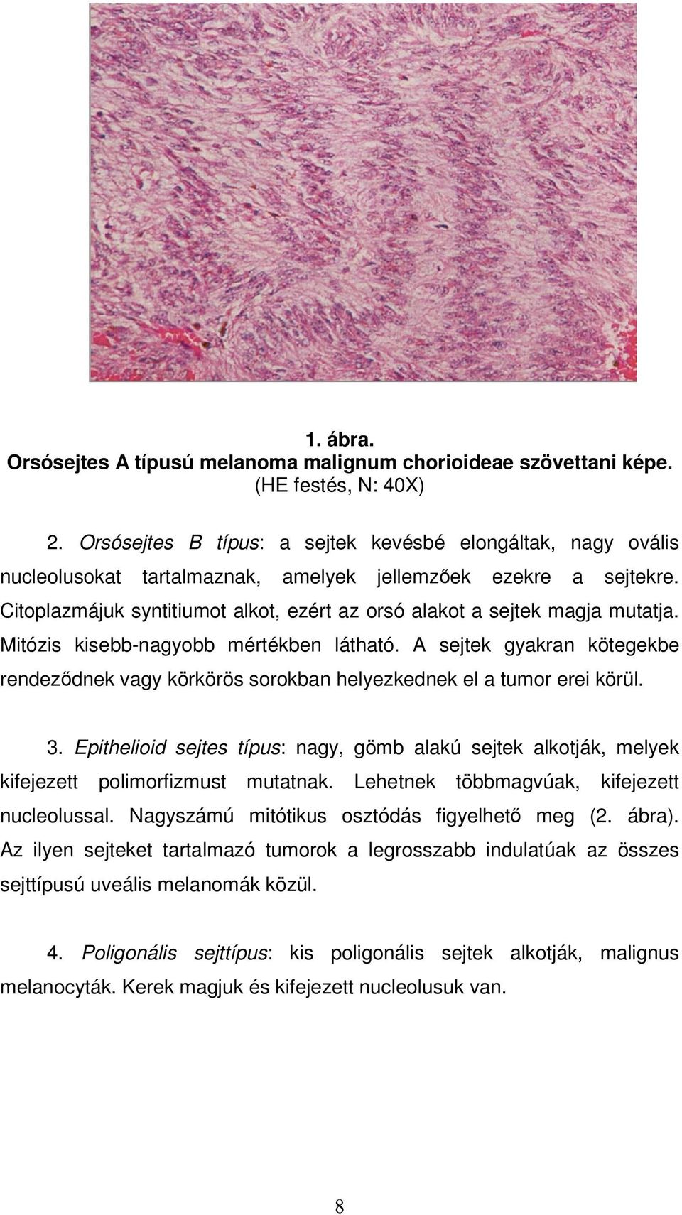 Citoplazmájuk syntitiumot alkot, ezért az orsó alakot a sejtek magja mutatja. Mitózis kisebb-nagyobb mértékben látható.