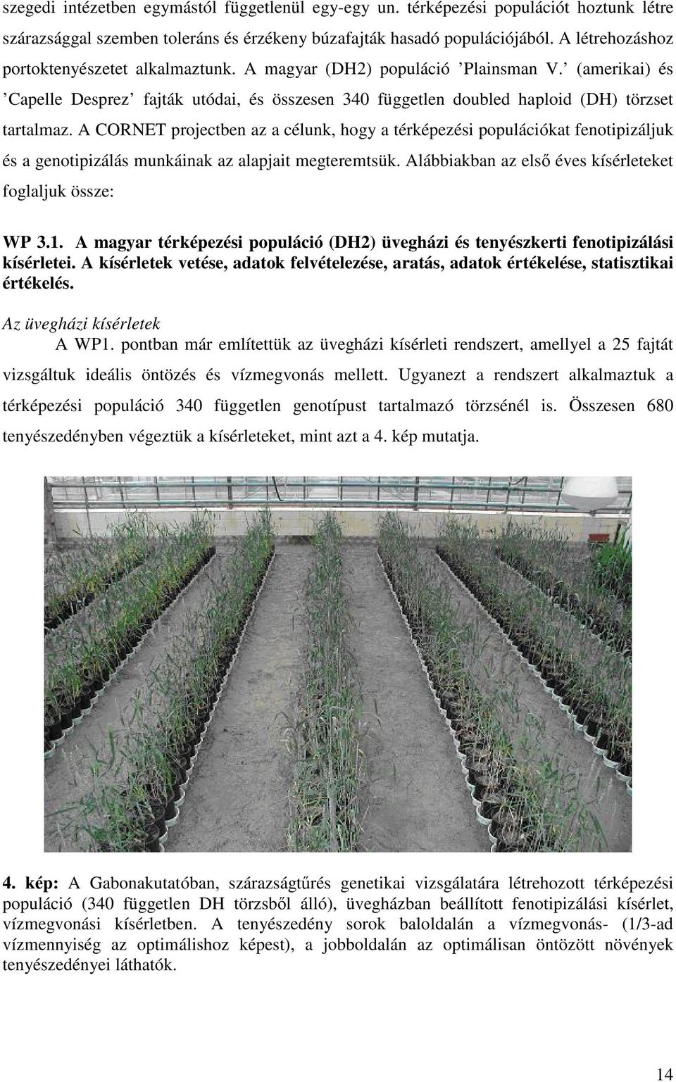 A CORNET projectben az a célunk, hogy a térképezési populációkat fenotipizáljuk és a genotipizálás munkáinak az alapjait megteremtsük. Alábbiakban az első éves kísérleteket foglaljuk össze: WP 3.1.