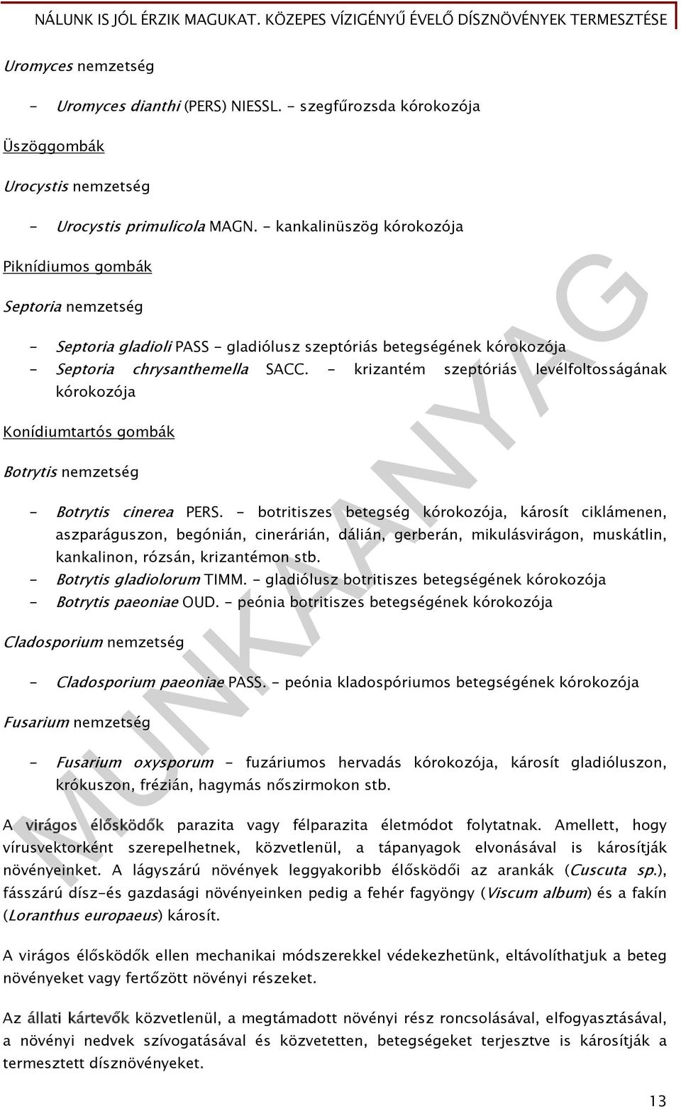 - krizantém szeptóriás levélfoltosságának kórokozója Konídiumtartós gombák Botrytis nemzetség - Botrytis cinerea PERS.