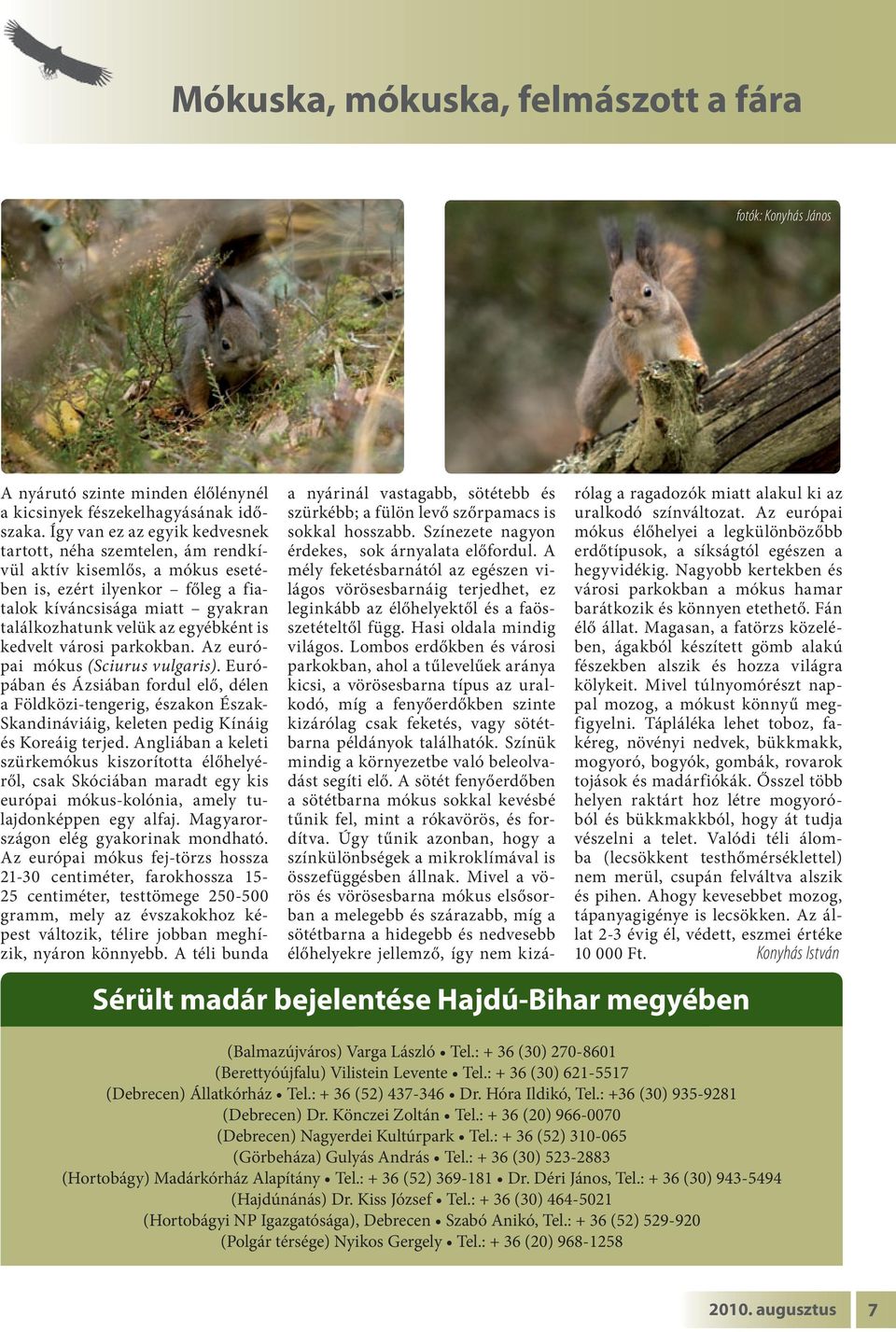 is kedvelt városi parkokban. Az európai mókus (Sciurus vulgaris). Európában és Ázsiában fordul elő, délen a Földközi-tengerig, északon Észak- Skandináviáig, keleten pedig Kínáig és Koreáig terjed.