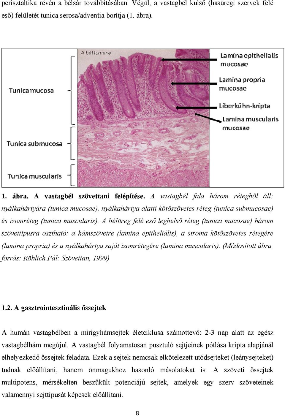 A bélüreg felé eső legbelső réteg (tunica mucosae) három szövettípusra osztható: a hámszövetre (lamina epitheliális), a stroma kötőszövetes rétegére (lamina propria) és a nyálkahártya saját
