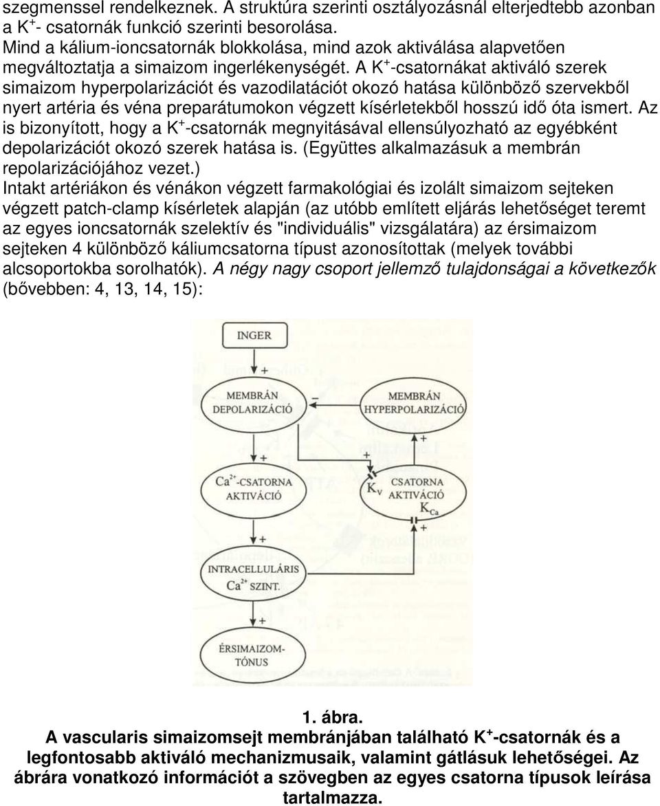 A K + -csatornákat aktiváló szerek simaizom hyperpolarizációt és vazodilatációt okozó hatása különbözı szervekbıl nyert artéria és véna preparátumokon végzett kísérletekbıl hosszú idı óta ismert.