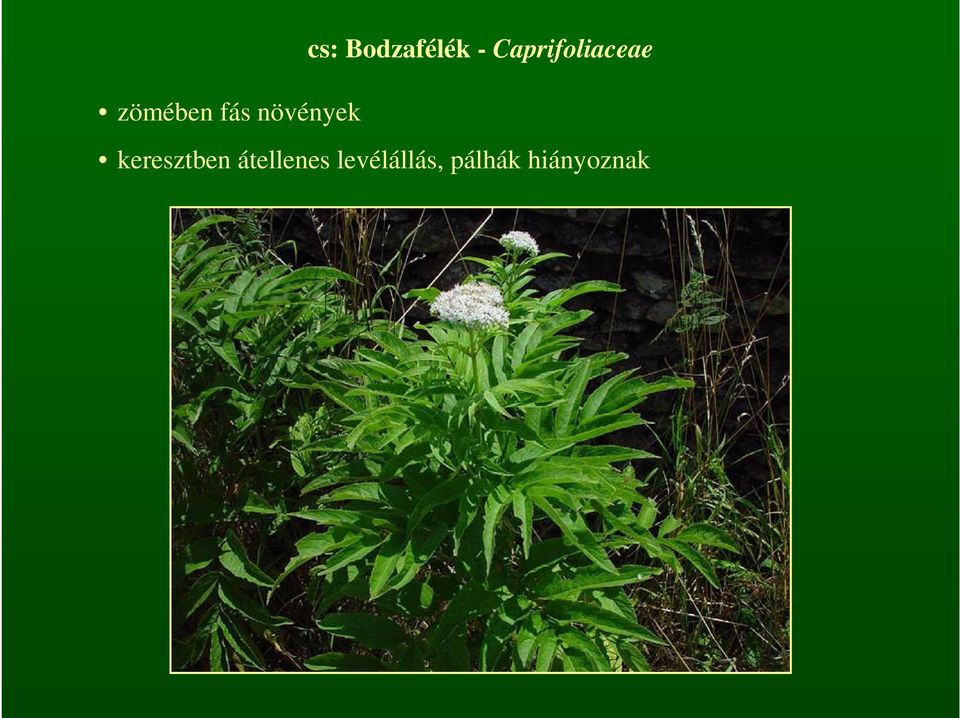 Caprifoliaceae keresztben