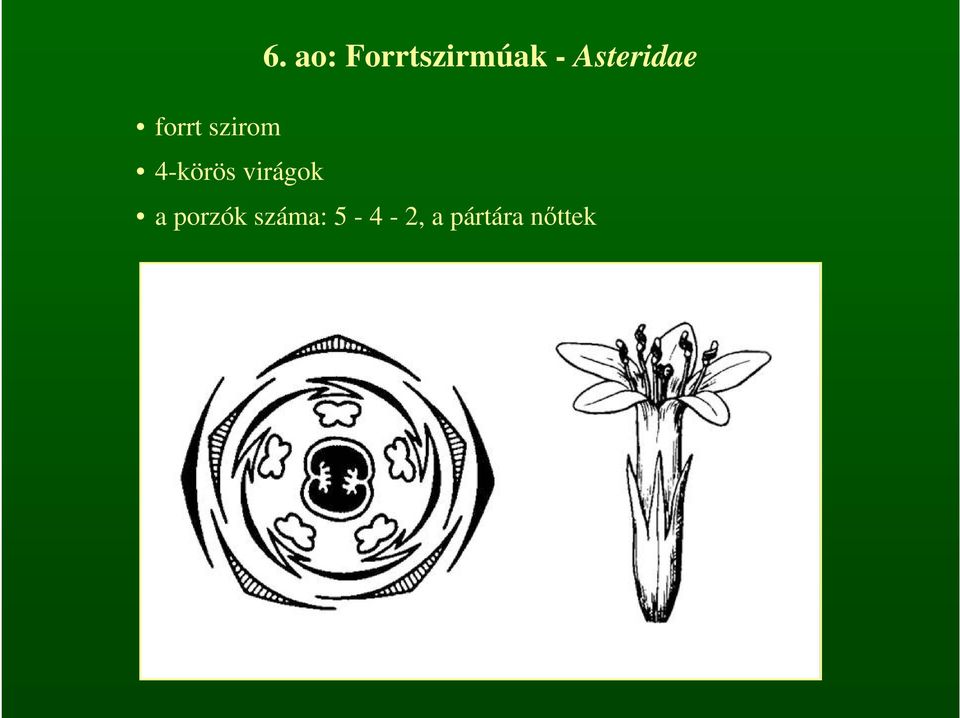 4-körös virágok a porzók