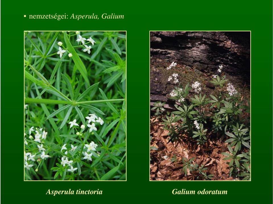 Galium Asperula