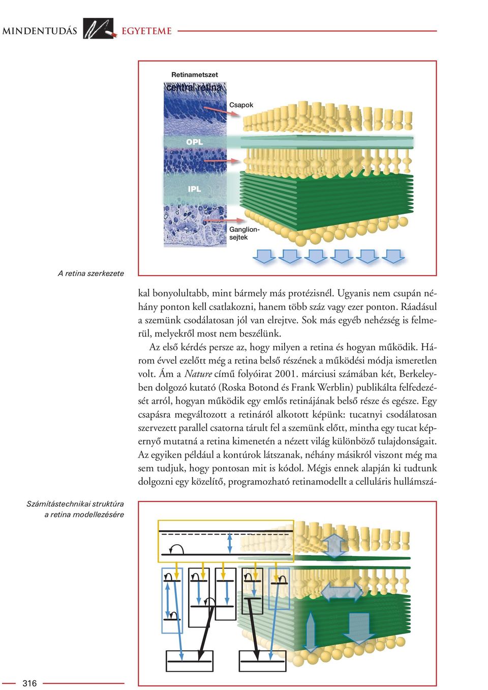 Három évvel ezelôtt még a retina belsô részének a mûködési módja ismeretlen volt. Ám a Nature címû folyóirat 2001.