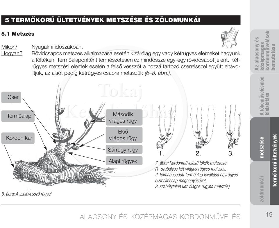 Kétrügyes metszési elemek esetén a felső vesszőt a hozzá tartozó cserrésszel együtt eltávolítjuk, az alsót pedig kétrügyes csapra metsszük (6 8. ábra). Cser Termőalap Kordon kar 6.