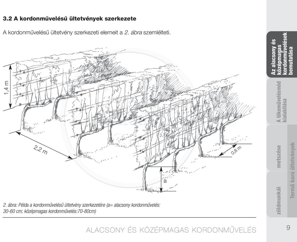 ábra: Példa a kordonművelésű ültetvény szerkezetére (a= alacsony kordonművelés: 30-60