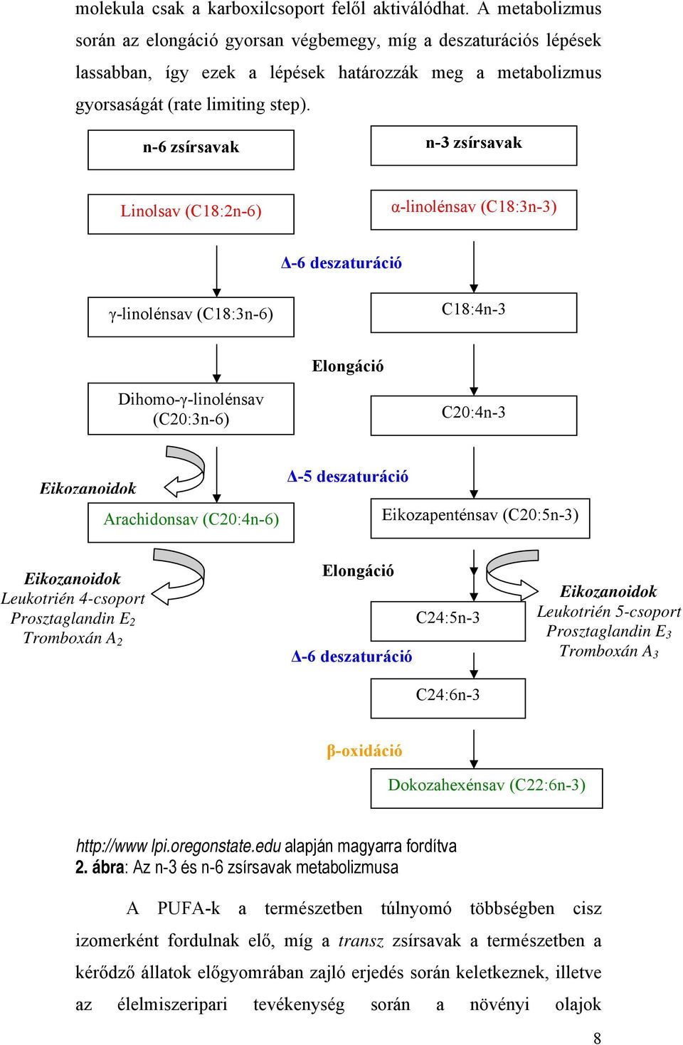 n-6 zsírsavak n-3 zsírsavak Linolsav (C18:2n-6) α-linolénsav (C18:3n-3) Δ-6 deszaturáció γ-linolénsav (C18:3n-6) C18:4n-3 Elongáció Dihomo-γ-linolénsav (C20:3n-6) C20:4n-3 Eikozanoidok Arachidonsav