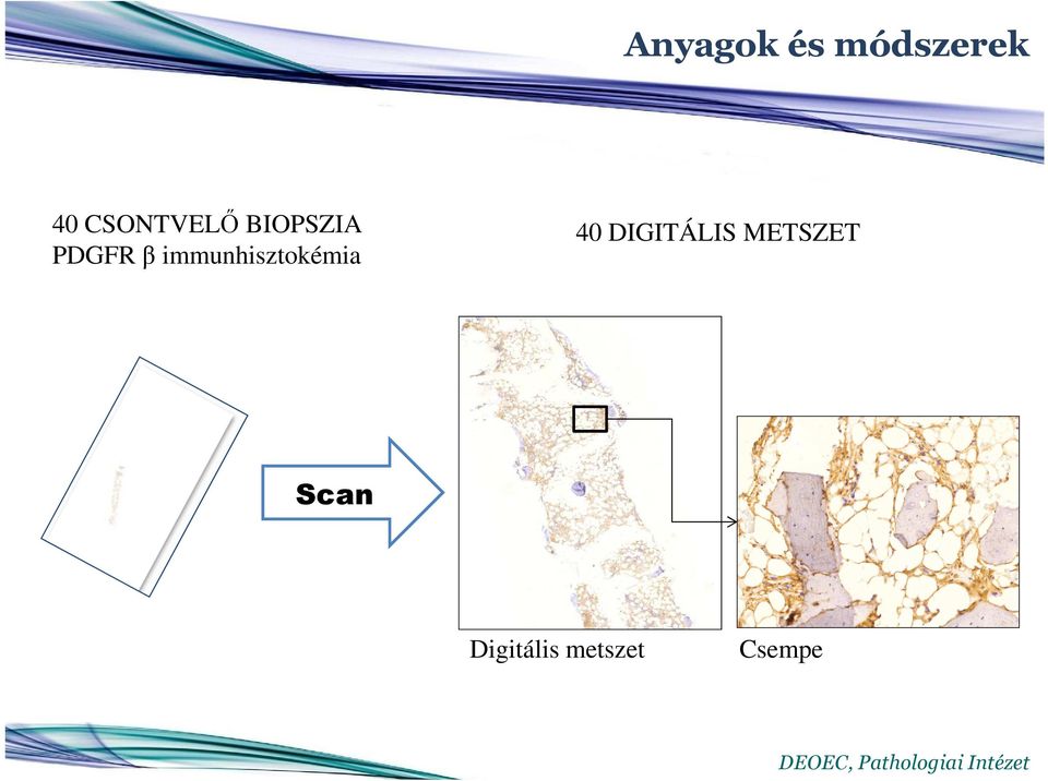 immunhisztokémia 40 DIGITÁLIS