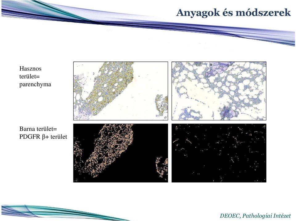 terület= parenchyma