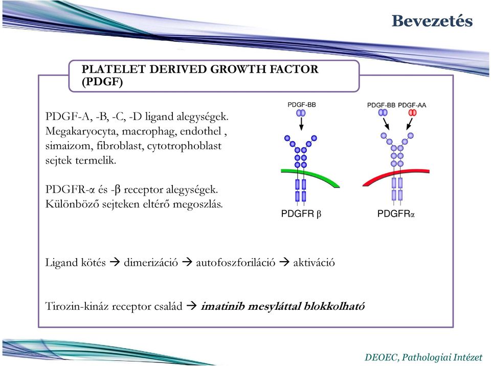 PDGFR-α és -β receptor alegységek. Különböző sejteken eltérő megoszlás.