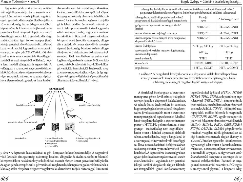 Eredményeink alapján ez a vonás összefüggést mutat két, a gondolkodás idegi szabályozásában igen fontos szerepet játszó fehérje genetikai kölcsönhatásával (1. táblázat, Lazáry et al., 2011b).