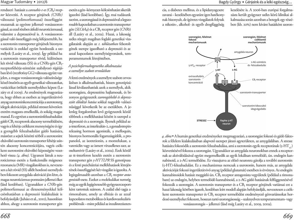 A vonásszorongással való összefüggés még ki fejezettebb, ha a szerotonin transzporter génjének bizonyos variációit is ezekkel együtt hordozzák a személyek (Lazáry et al., 2009).