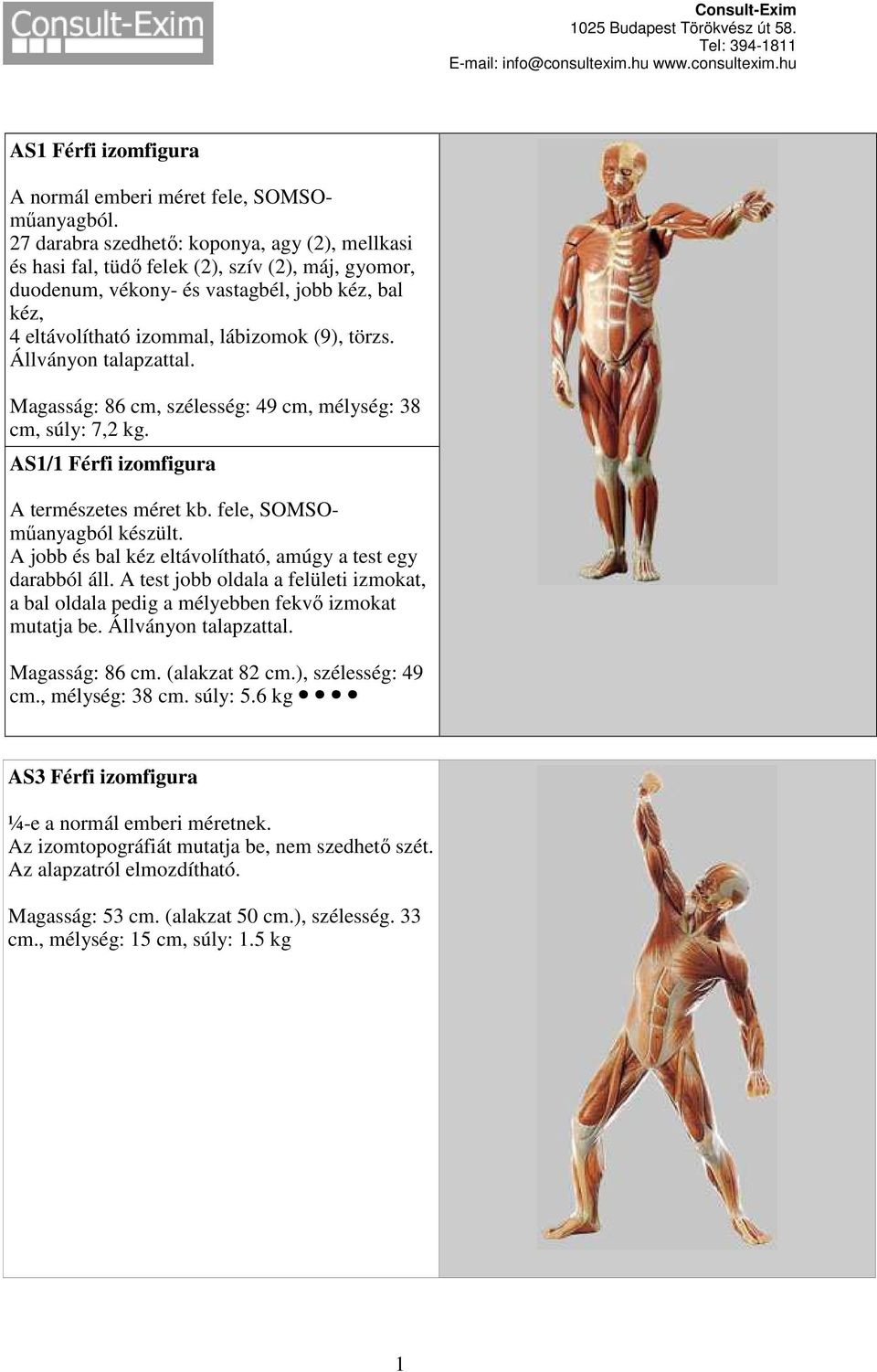 Állványon talapzattal. Magasság: 86 cm, szélesség: 49 cm, mélység: 38 cm, súly: 7,2 kg. AS1/1 Férfi izomfigura A természetes méret kb. fele, SOMSOműanyagból készült.