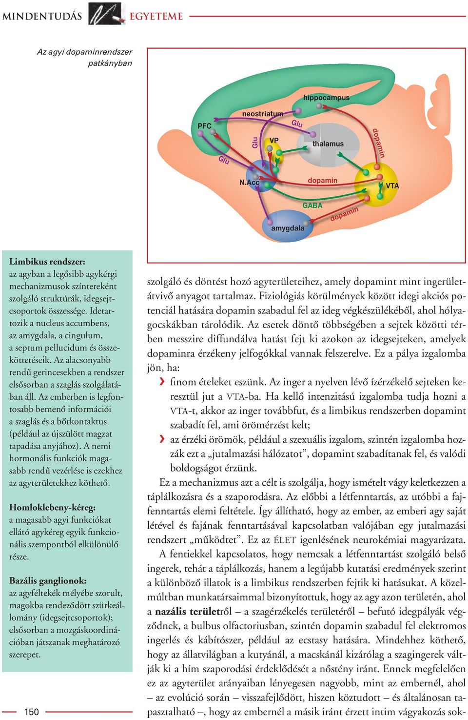 Idetartozik a nucleus accumbens, az amygdala, a cingulum, a septum pellucidum és összeköttetéseik. Az alacsonyabb rendû gerincesekben a rendszer elsôsorban a szaglás szolgálatában áll.