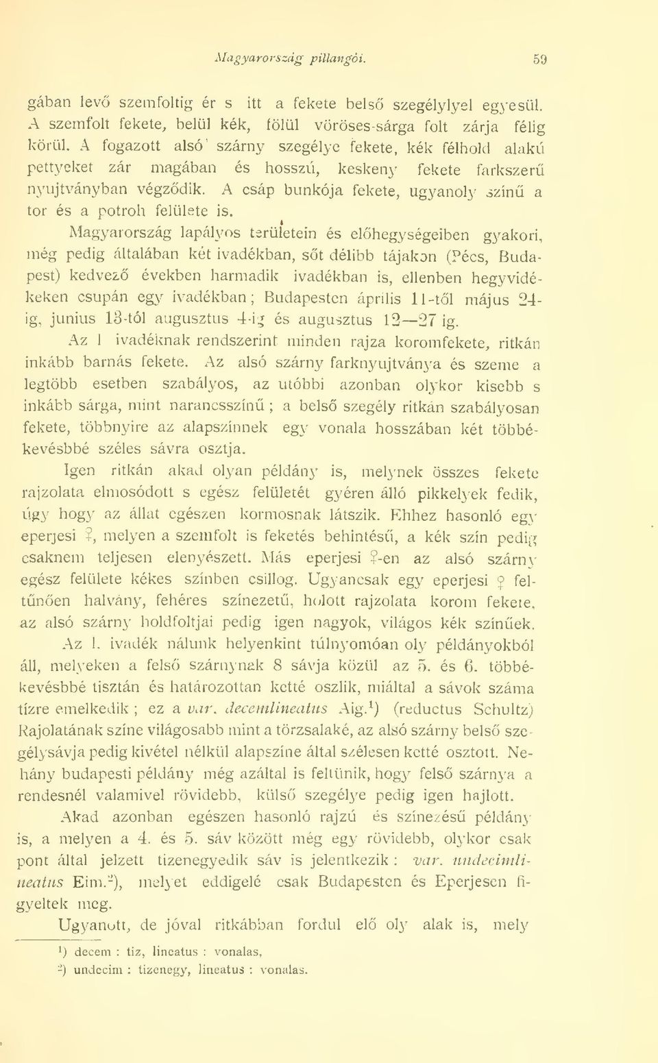 A csáp bunkója fekete, ugyanoly szín a tor és a potroh felülete is.