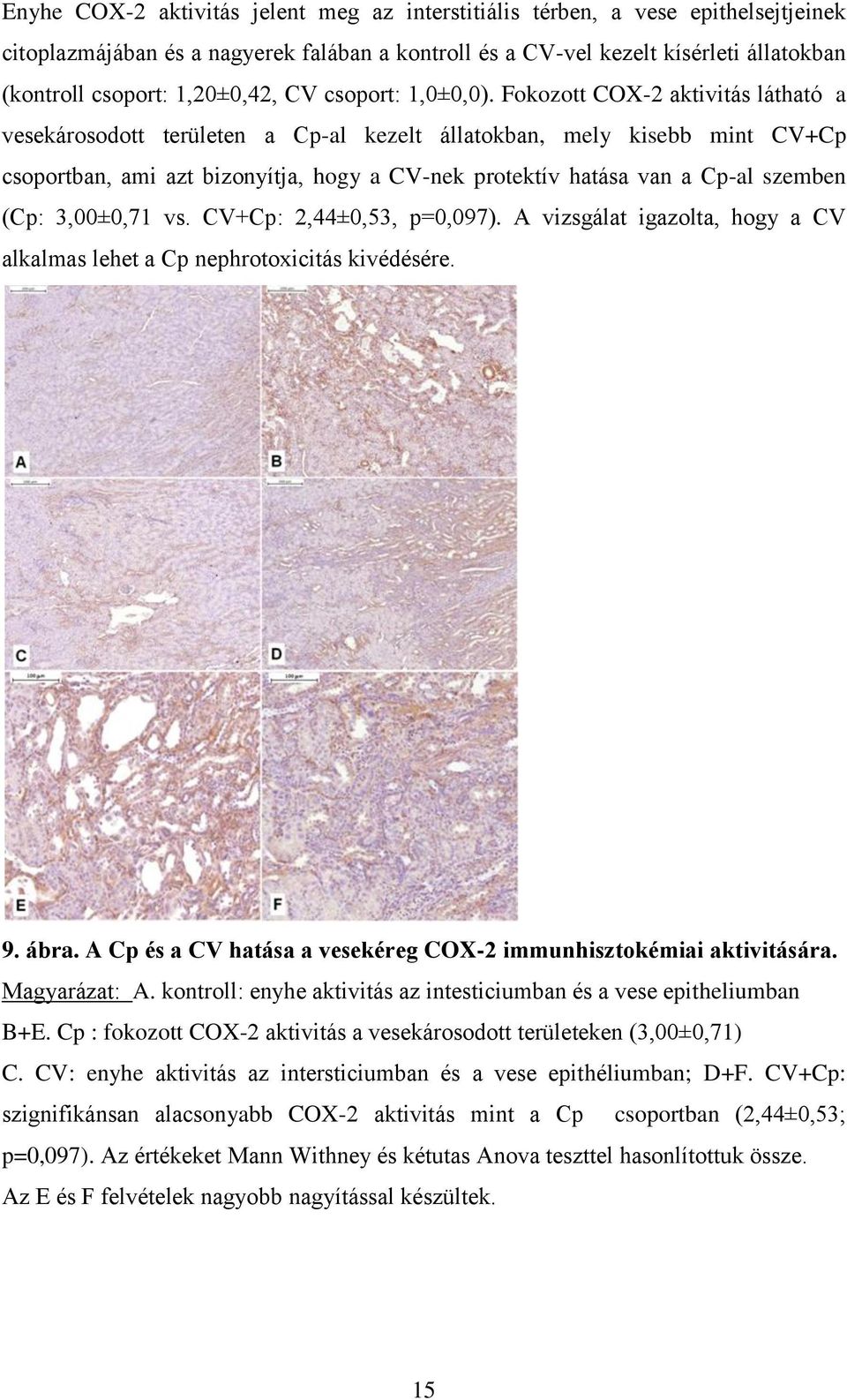 Fokozott COX-2 aktivitás látható a vesekárosodott területen a Cp-al kezelt állatokban, mely kisebb mint CV+Cp csoportban, ami azt bizonyítja, hogy a CV-nek protektív hatása van a Cp-al szemben (Cp: