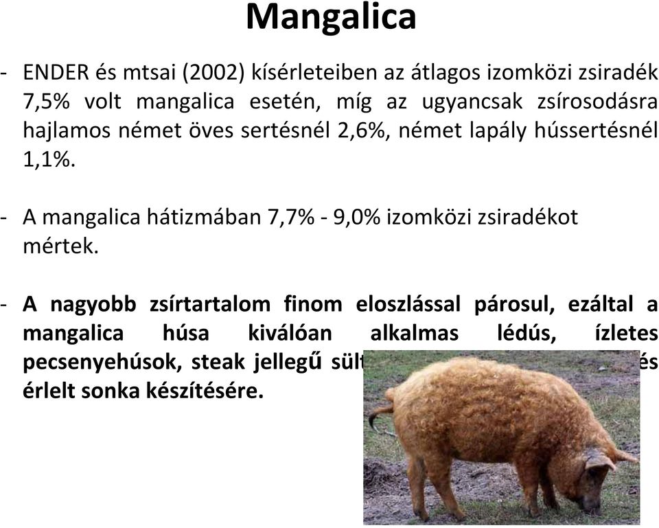 A mangalica hátizmában 7,7% 9,0% izomközi zsiradékot mértek.