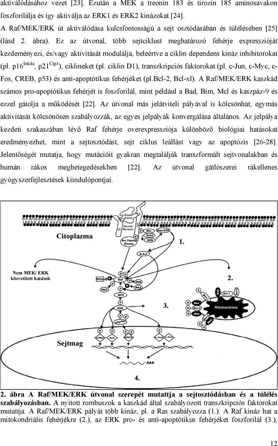 Ez az útvonal, több sejtciklust meghatározó fehérje expresszióját kezdeményezi, és/vagy aktivitását modulálja, beleértve a ciklin dependens kináz inhibitorokat (pl.