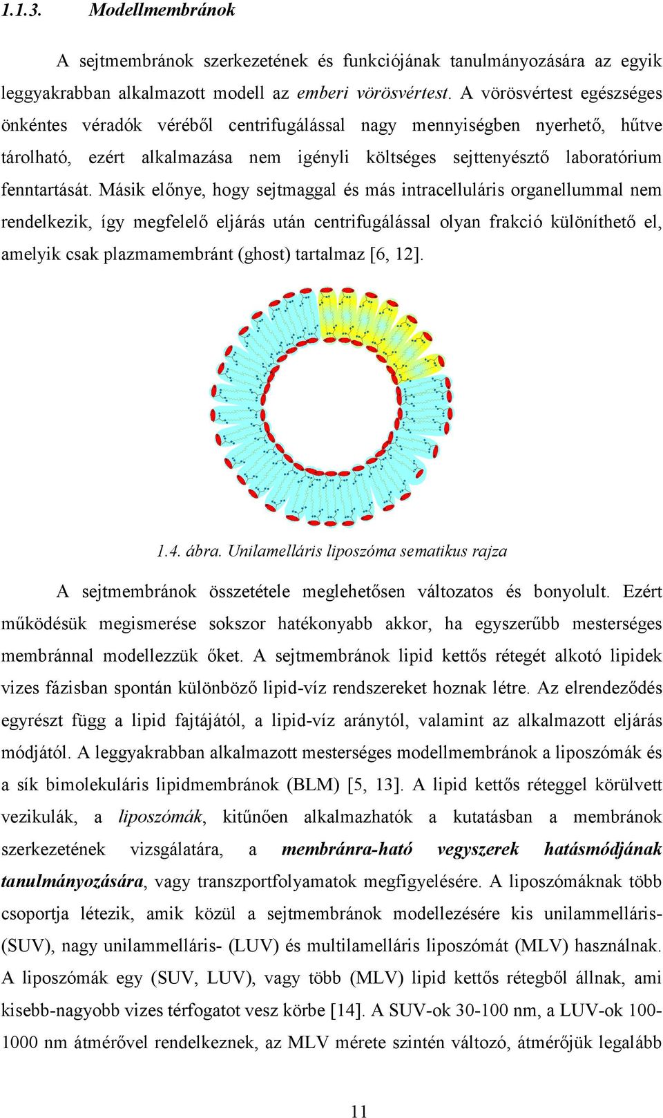 Másik előnye, hogy sejtmaggal és más intracelluláris organellummal nem rendelkezik, így megfelelő eljárás után centrifugálással olyan frakció különíthető el, amelyik csak plazmamembránt (ghost)