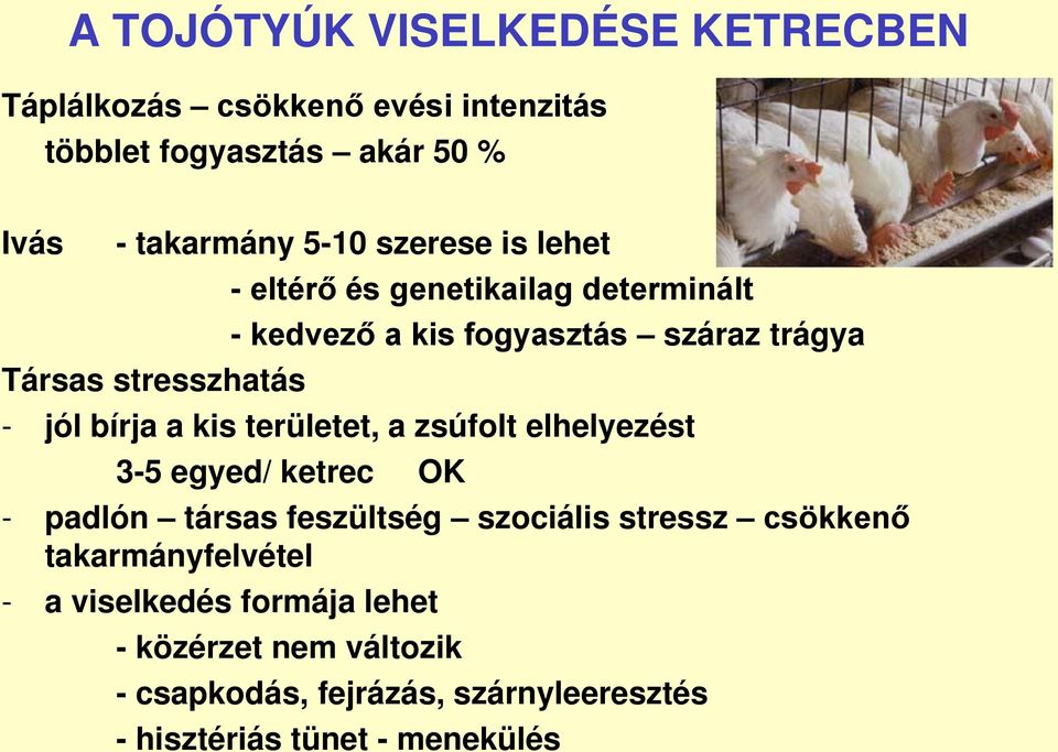 bírja a kis területet, a zsúfolt elhelyezést 3-5 egyed/ ketrec OK - padlón társas feszültség szociális stressz csökkenő