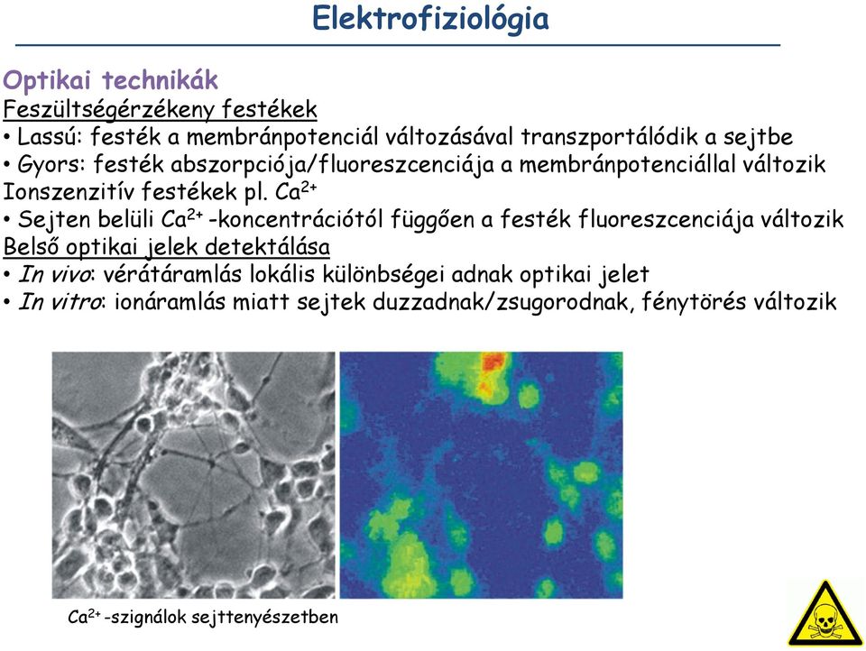 Ca 2+ Sejten belüli Ca 2+ -koncentrációtól függően a festék fluoreszcenciája változik Belső optikai jelek detektálása In vivo: