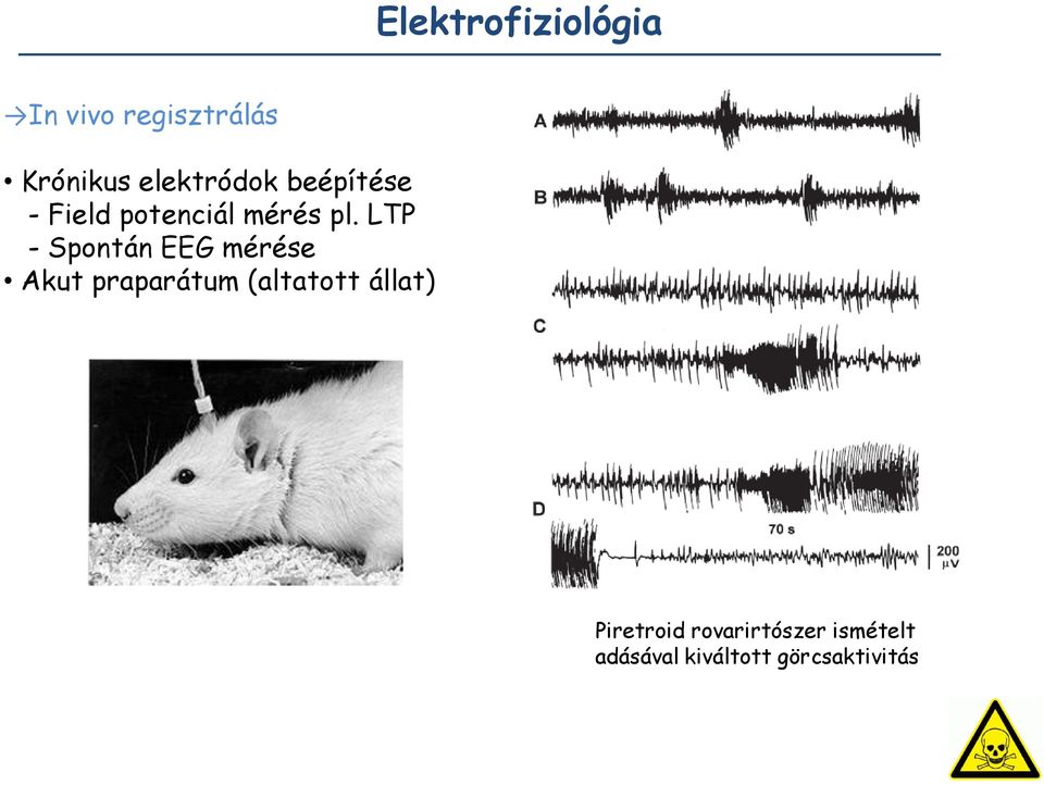 LTP - Spontán EEG mérése Akut praparátum (altatott