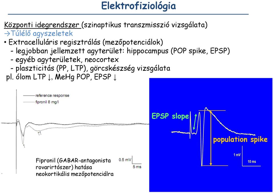 EPSP) - egyéb agyterületek, neocortex - plaszticitás (PP, LTP), görcskészség vizsgálata pl.