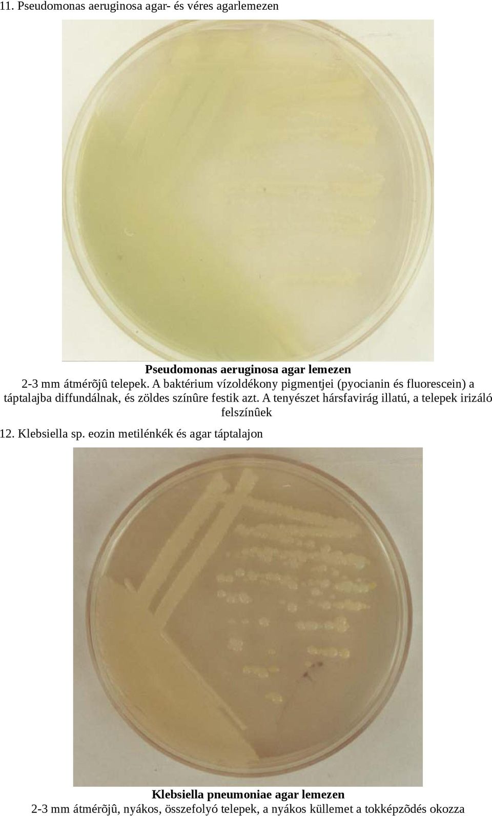 azt. A tenyészet hársfavirág illatú, a telepek irizáló felszínûek 12. Klebsiella sp.