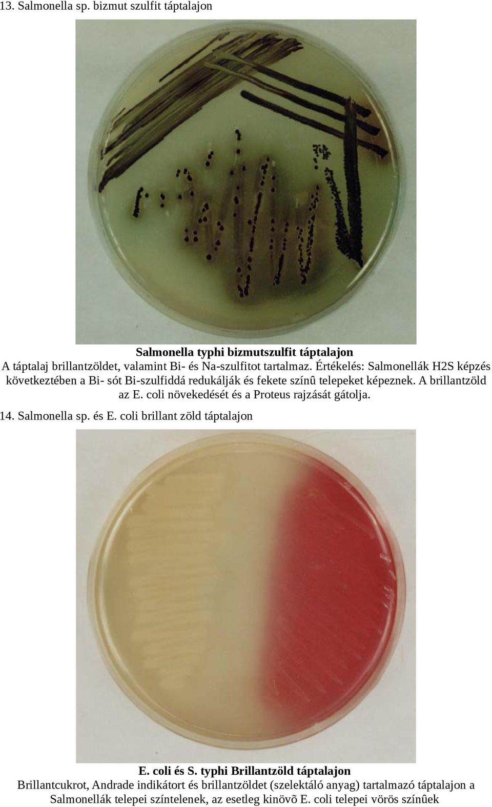 coli növekedését és a Proteus rajzását gátolja. 14. Salmonella sp. és E. coli brillant zöld táptalajon E. coli és S.