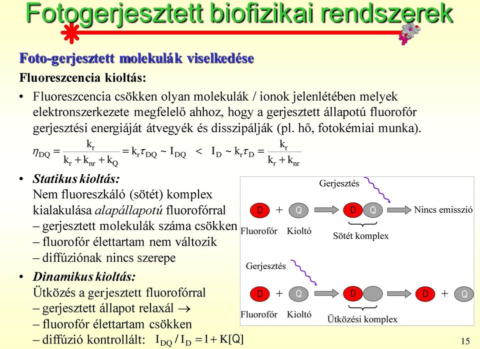 k r DQ kr DQ ~ IDQ ID ~ kr knr kq Statikus kioltás: Nem fluoreszkáló (sötét) komplex kialakulása alapállapotú fluorofórral gerjesztett molekulák száma csökken