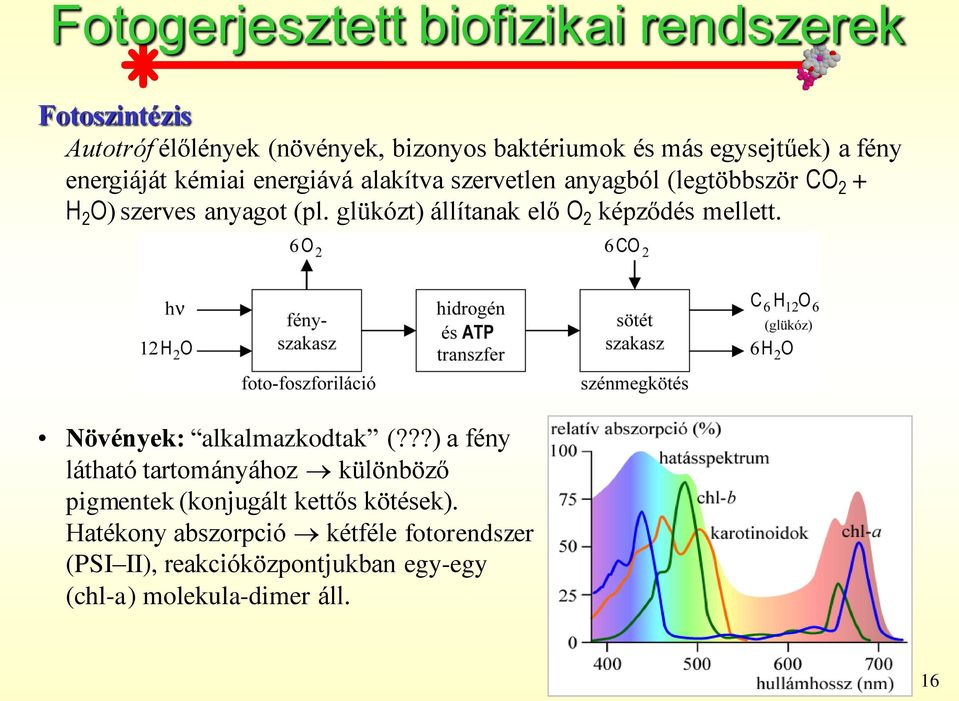 glükózt) állítanak elő O 2 képződés mellett. Növények: alkalmazkodtak (?