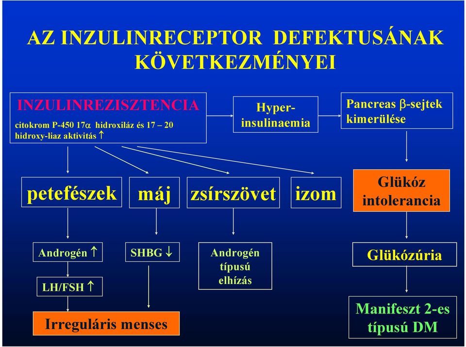 β-sejtek kimerülése petefészek máj zsírszövet izom Glükóz intolerancia Androgén